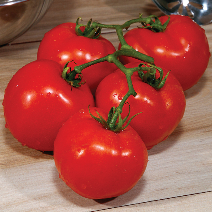 Grand Marshall Hybrid Tomato