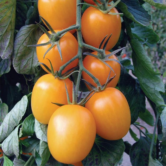 Golden Rave Hybrid Tomato