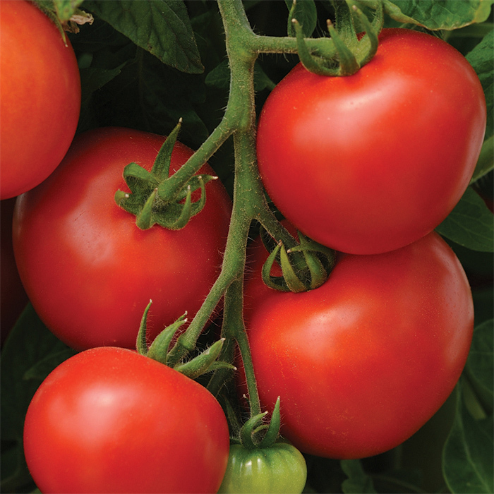 Homeslice Hybrid Tomato