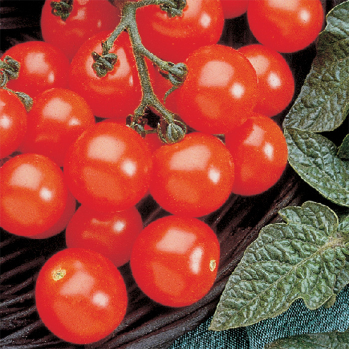 Husky Cherry Red Hybrid Tomato
