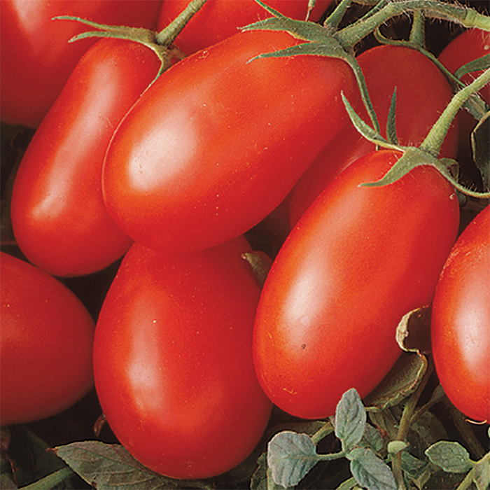 La Roma III Hybrid Tomato