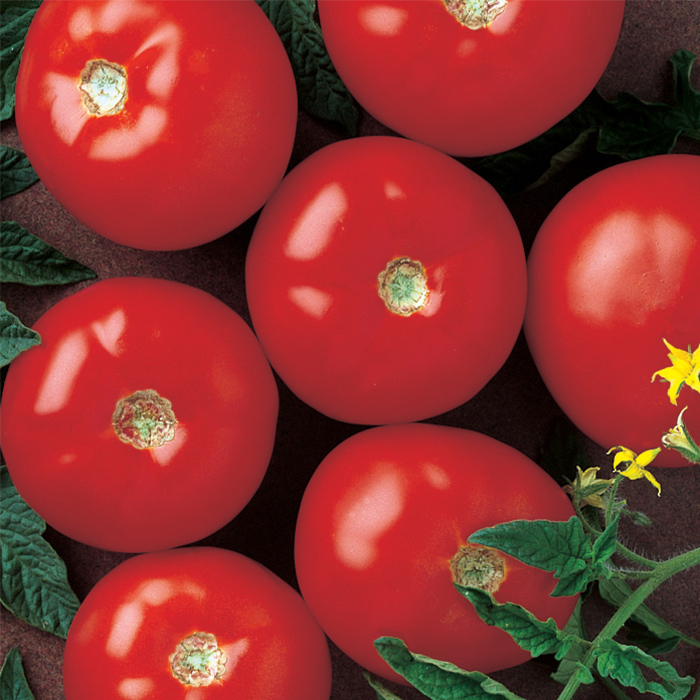 Mountain Fresh Plus Hybrid Tomato