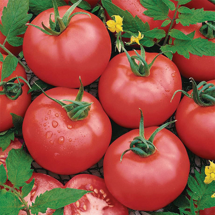 Brandymaster Pink Hybrid Tomato