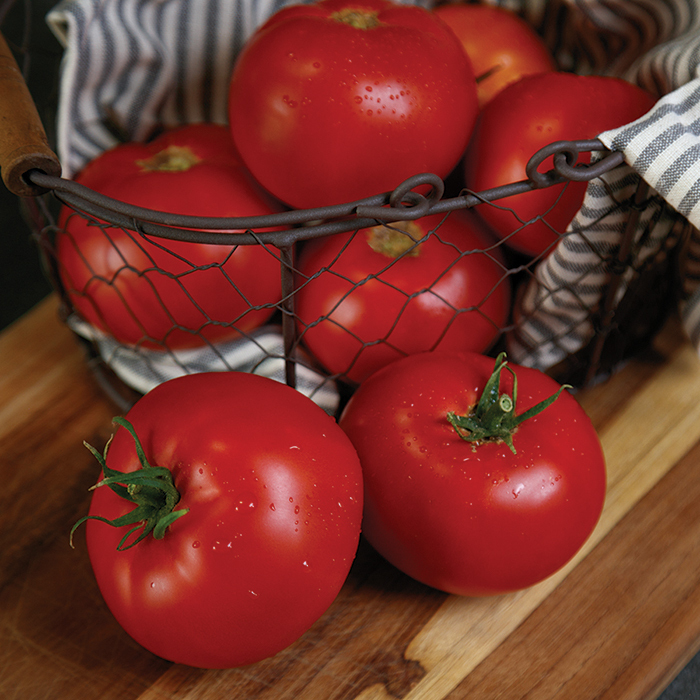 RuBee Prize Hybrid Tomato