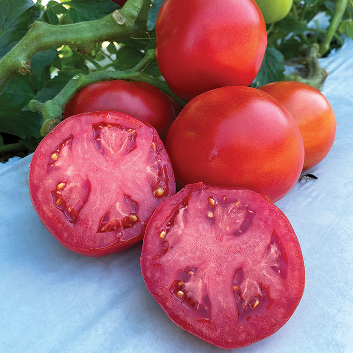 RuBee Dawn Hybrid Tomato