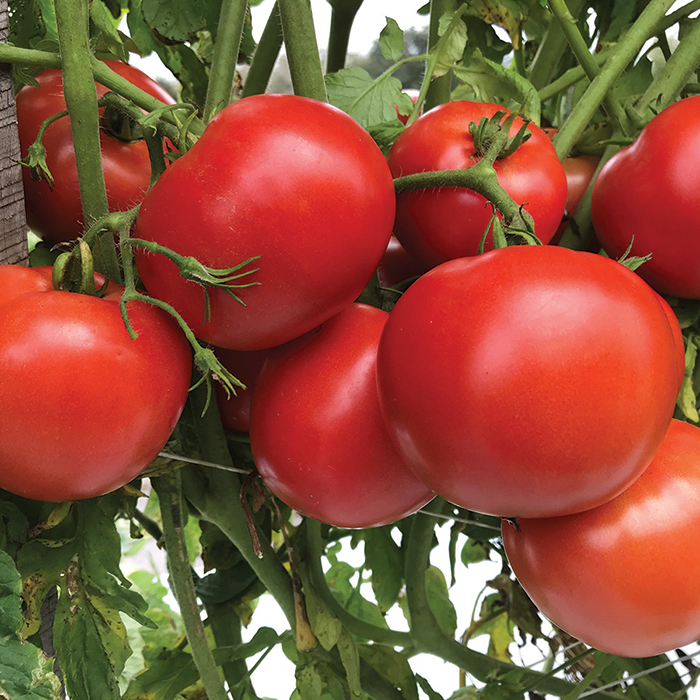 RuBee Plus Hybrid Tomato