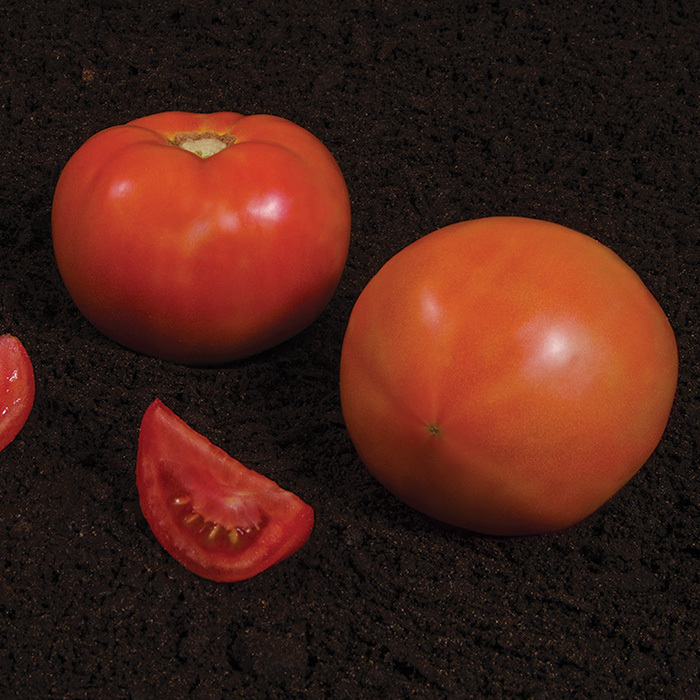 Summerpick Hybrid Tomato