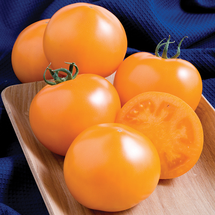 Summerlast Hybrid Tomato