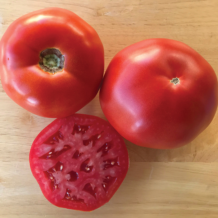 Thunderbird Hybrid Tomato