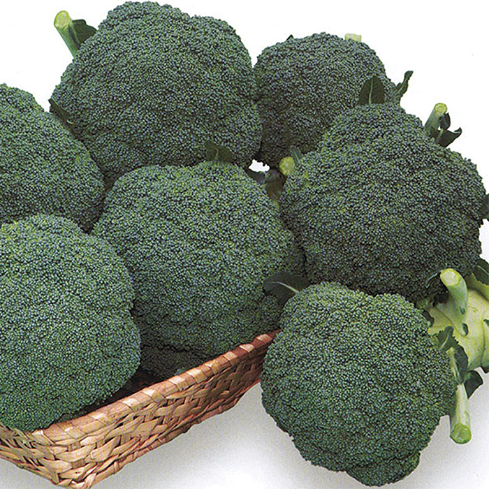 Thunder Dome Hybrid Broccoli