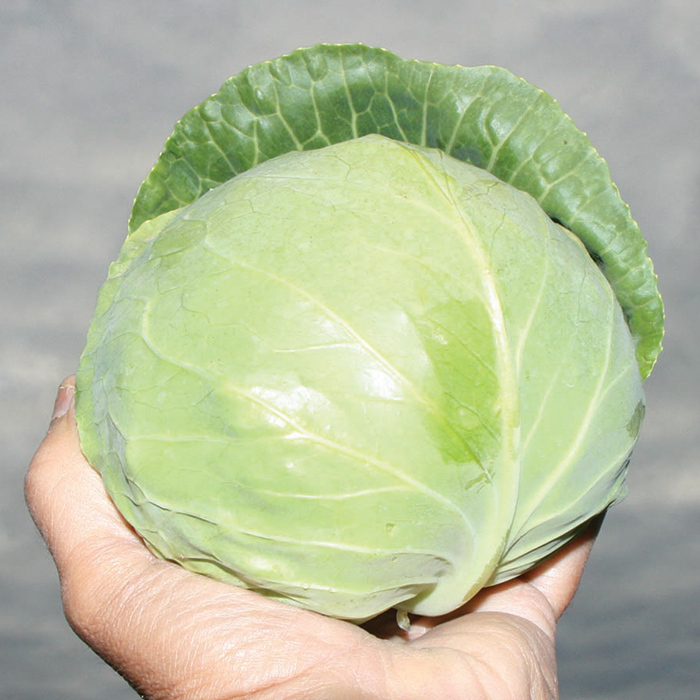 Katarina Hybrid Cabbage