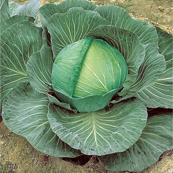 O-S Cross Improved Hybrid Cabbage