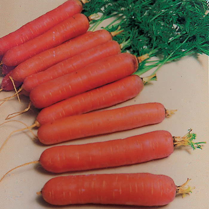 Early Coreless Carrot