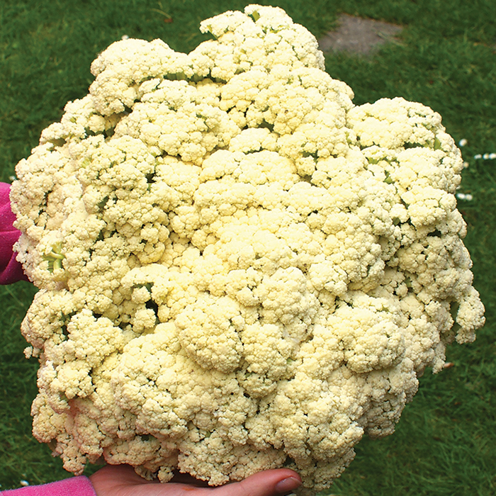 Bouquet Hybrid Cauliflower