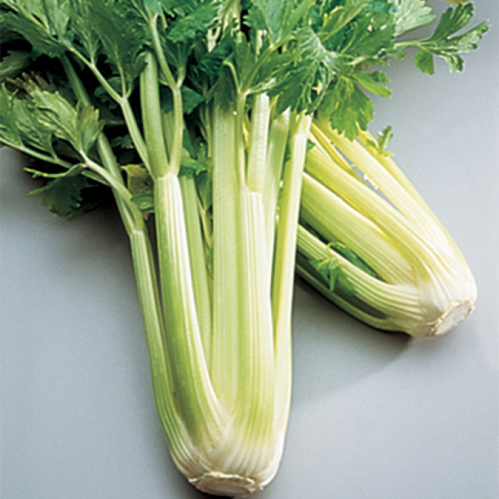 Golden Self-Blanching Celery