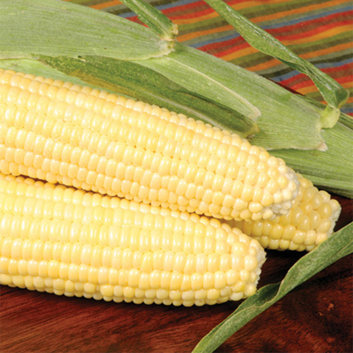 Bodacious Rm Se Hybrid Sweet Corn