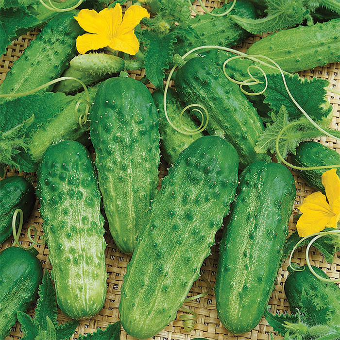 Pick A Bushel Hybrid Cucumber