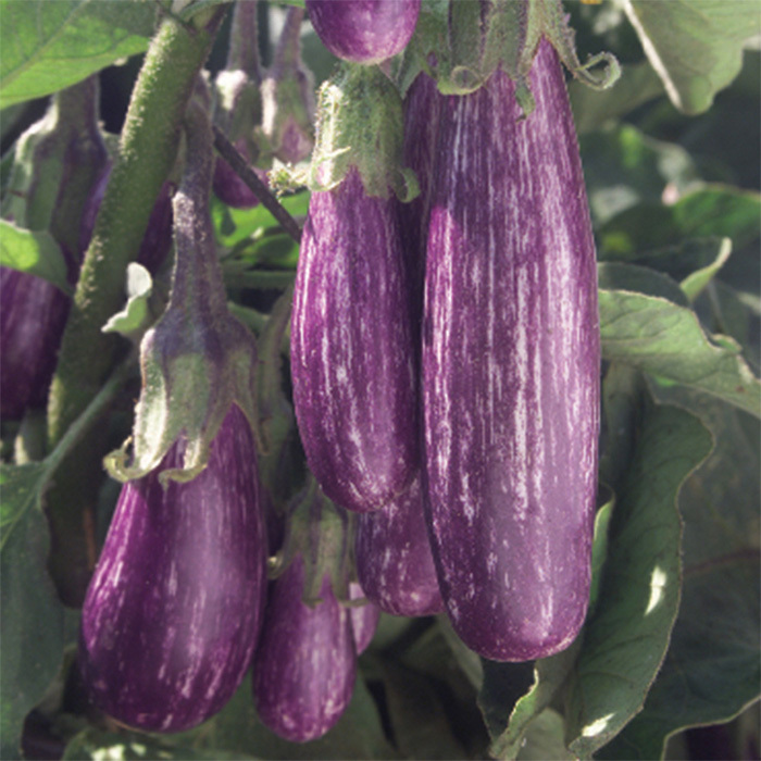 Fairy Tale Hybrid Eggplant