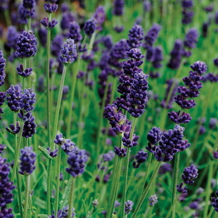 Lavance Deep Purple Lavender