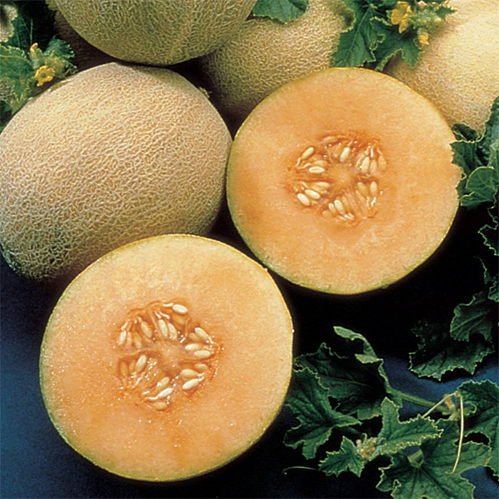 Ambrosia Hybrid Melon