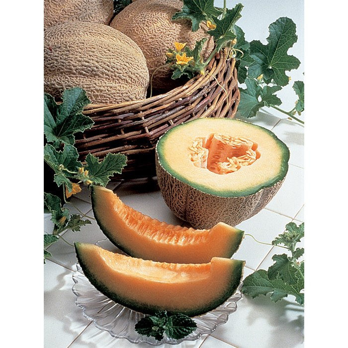 Burpee Hybrid Pmt Melon