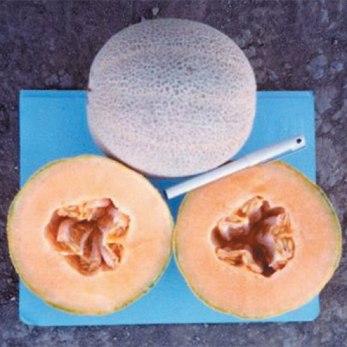 Hale's Best Jumbo Melon
