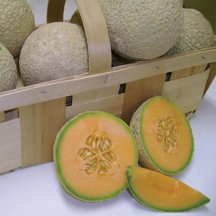 Sugar Cube Hybrid Melon