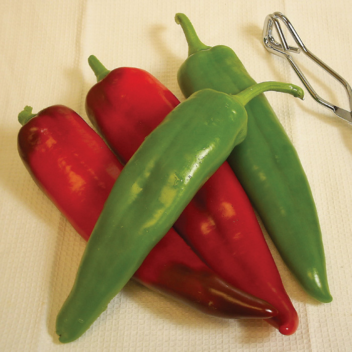 Biggie Chile Hybrid Pepper