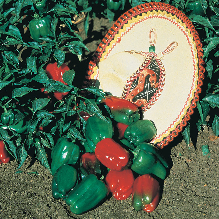 Mexibell Hybrid Pepper
