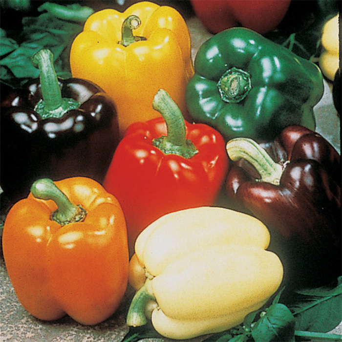Gourmet Rainbow Mix Hybrid Pepper
