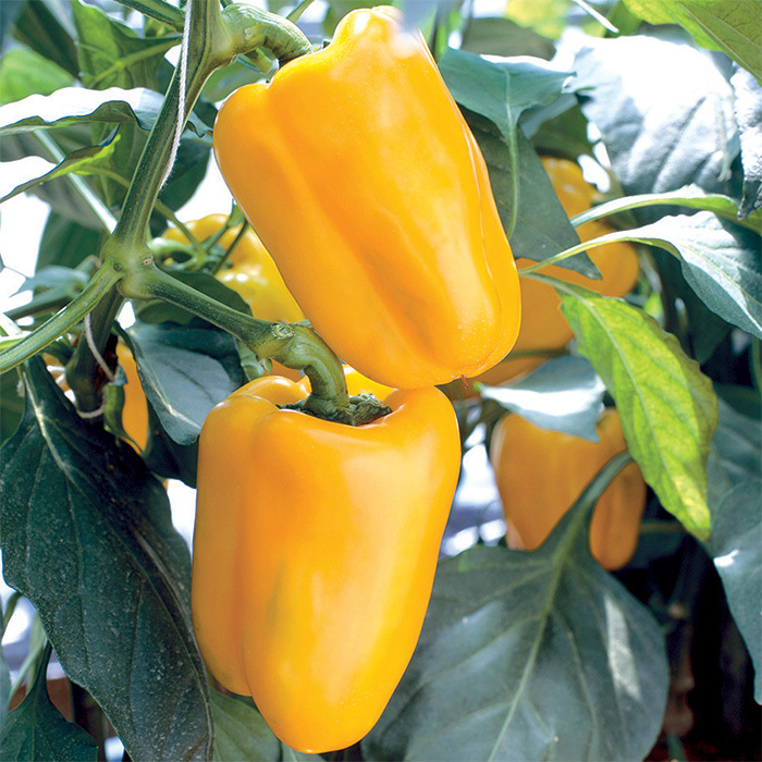 Gourmet Yellow Hybrid Pepper