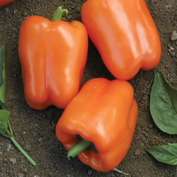 Orange Blaze Hybrid Pepper