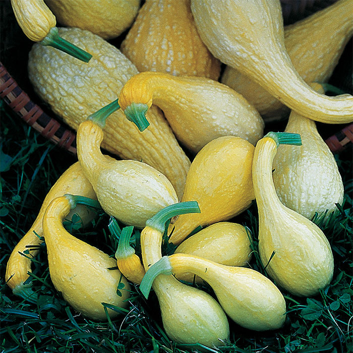 Early Golden Crookneck Squash