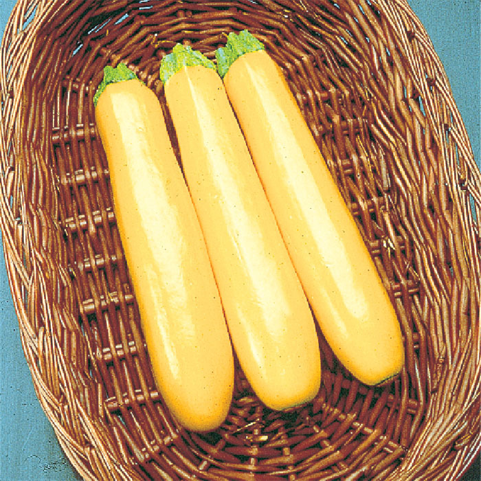 Gold Rush Hybrid Zucchini