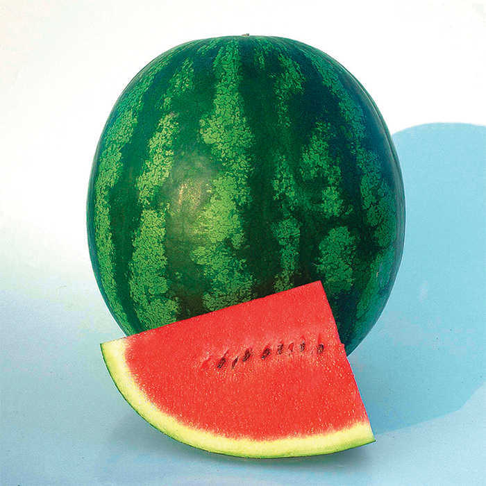 Shiny Boy Hybrid Watermelon