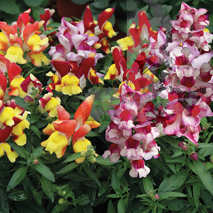 Snappy Tricolor Mix Hyb Snapdragons