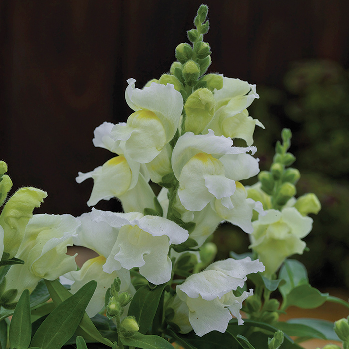Candy Tops White Hybrid Snapdragons