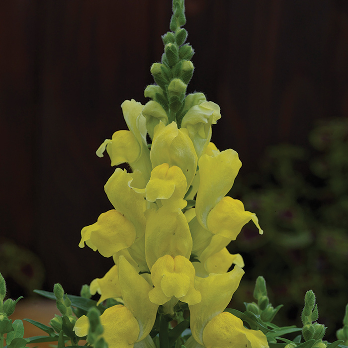 Candy Top Yellow Snapdragon 