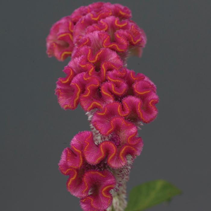 Neo Pink Crested Celosia