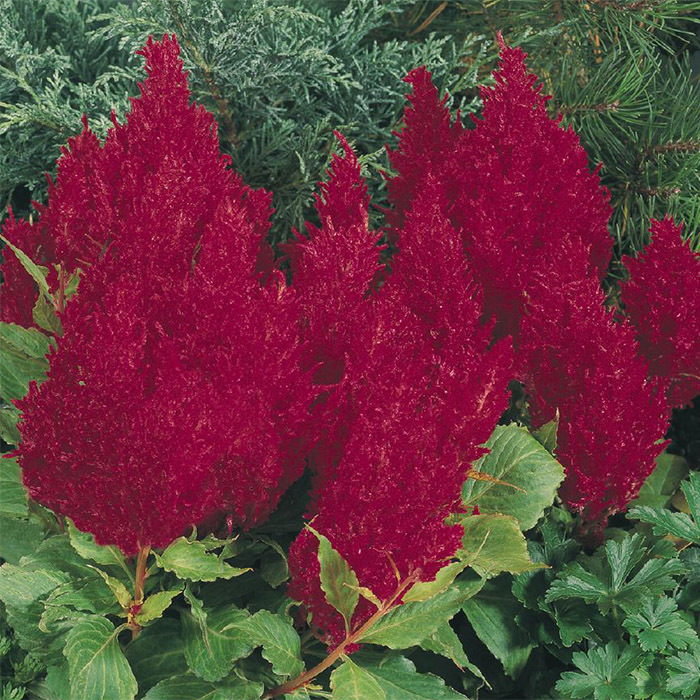 Red Fresh Look Celosia