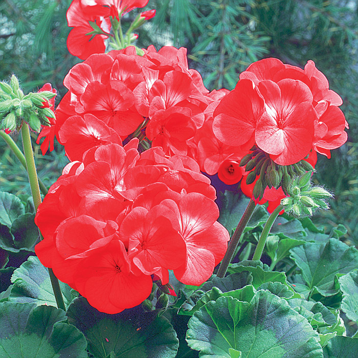 Maverick Red Hybrid Geranium