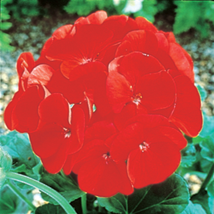 Maverick Scarlet Hybrid Geranium