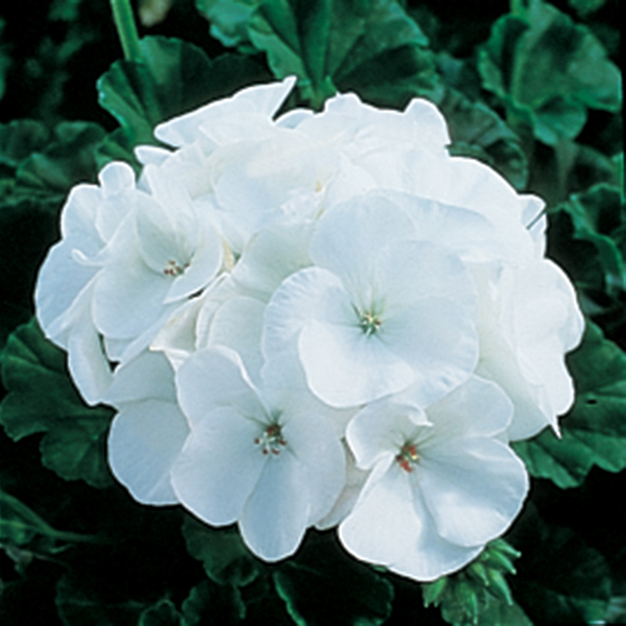 Maverick White Geranium