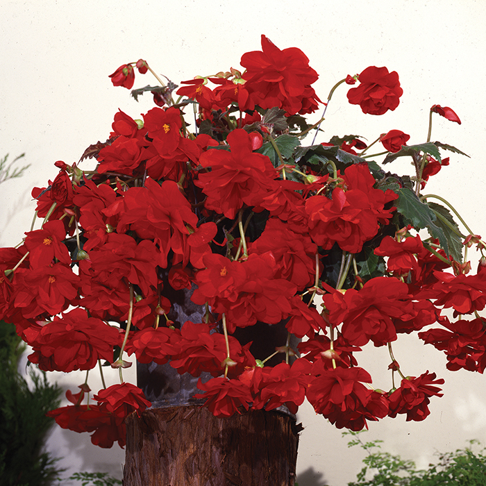 Red Sun Dancer Hybrid Begonia