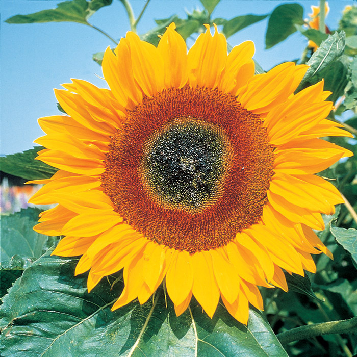 Full Sun Improved Hybrid Sunflower