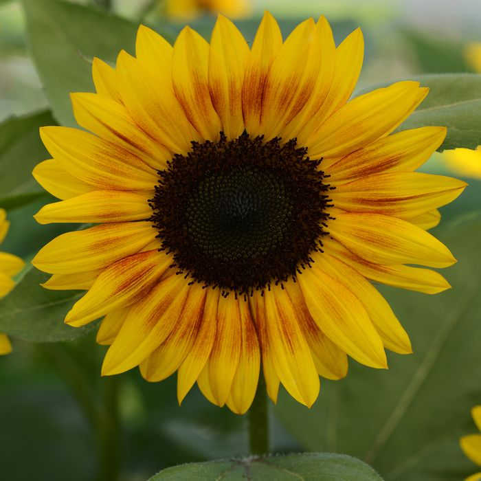 Jua Inca Sunflower