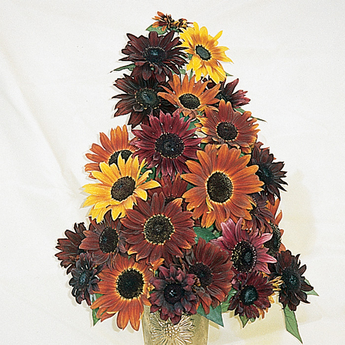 Infrared Mix Hybrid Sunflower