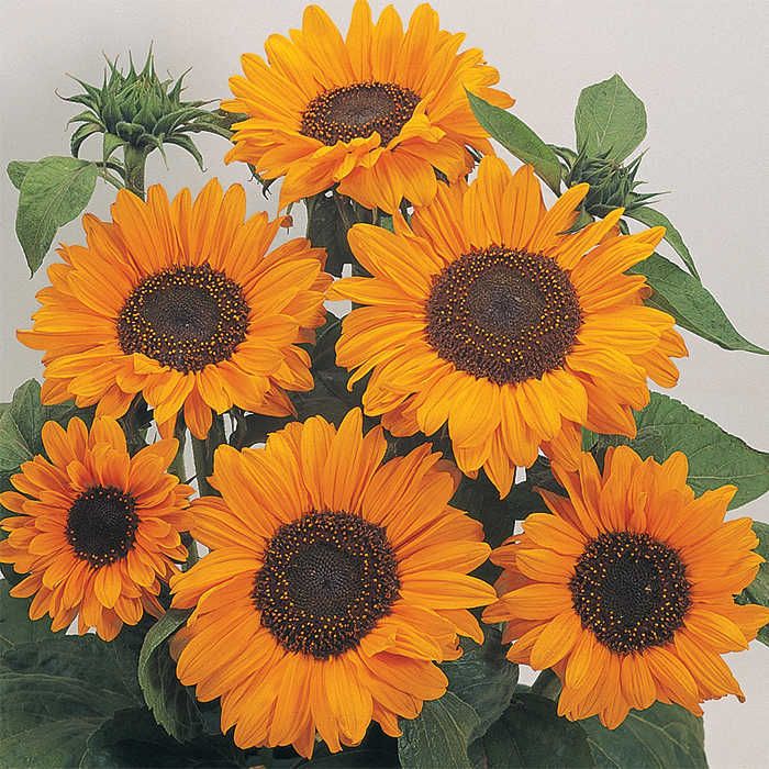 Soraya Sunflower