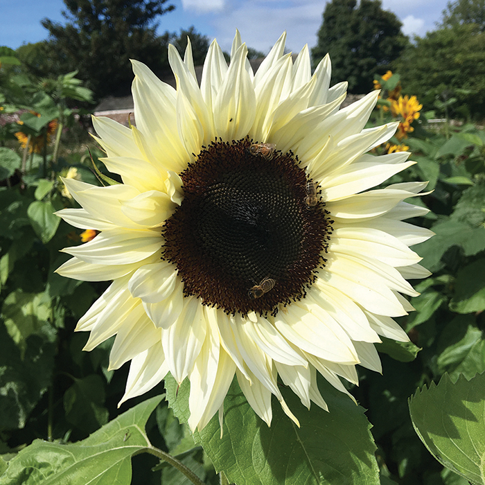 Procut White Nite Hybrid Sunflower
