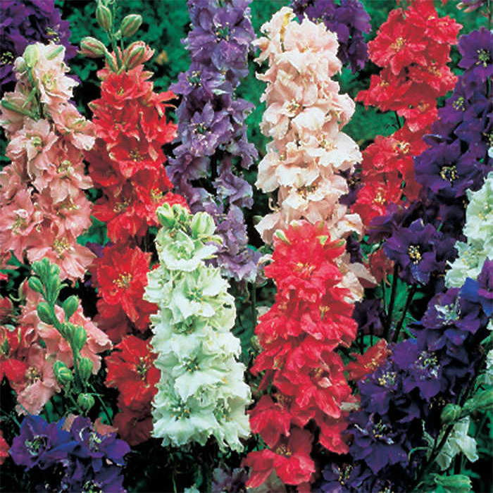 Giant Imperial Mix Larkspur